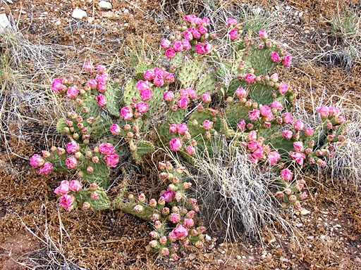 20 - Flowering Cactus on the Walk Out