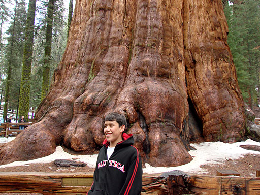 28 - William and a Big Sequoia