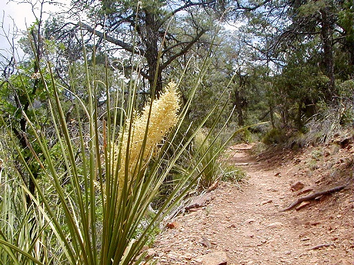 21 - Yucca plant next to trail