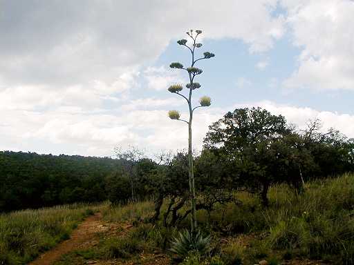 24 - Agave plant