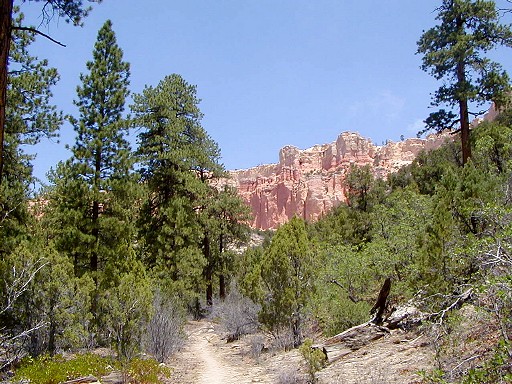 32 - A forested trail with Bryce cliffs in the background