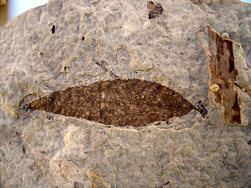 13 - Florissant National Monument fossil