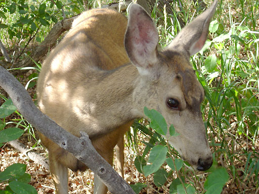64 - Deer at Mesa Verde