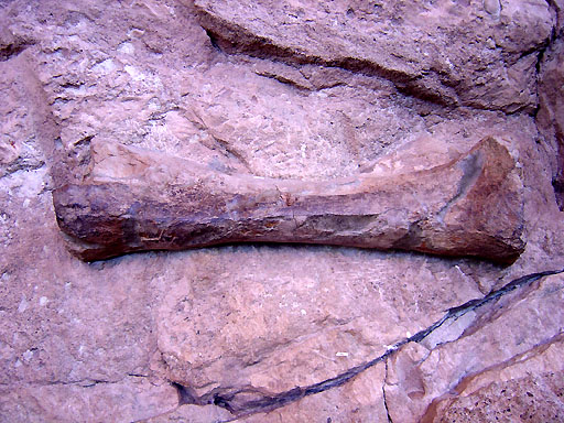 71 - Dinosaur fossil