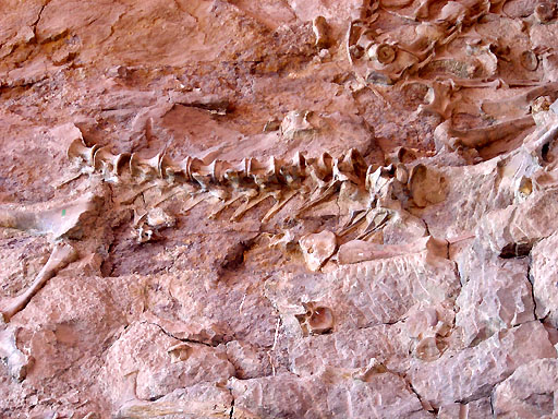73 - Dinosaur fossil
