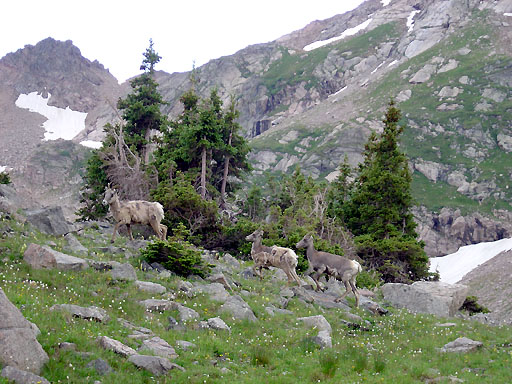 20 - Mountain goats