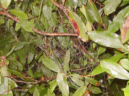 14 - Spider web