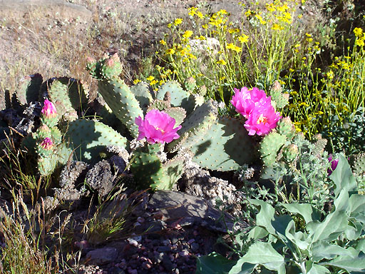 50 - Blooming cactus