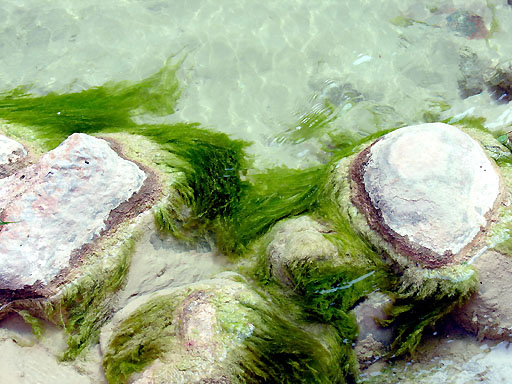 5i - Havasu seaweed