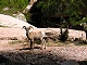 1t - Bighorn Sheep