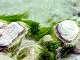 5i - Havasu seaweed