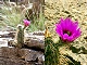 6e - Blooming cactus