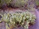 26 - Cactus forest