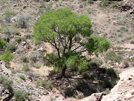 45 - The Tree at Hance Creek
