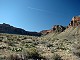 26 - Cactus on Tonto Trail