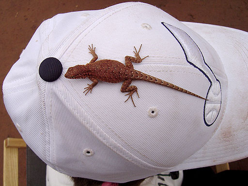 28 - Lizard on Phil's hat