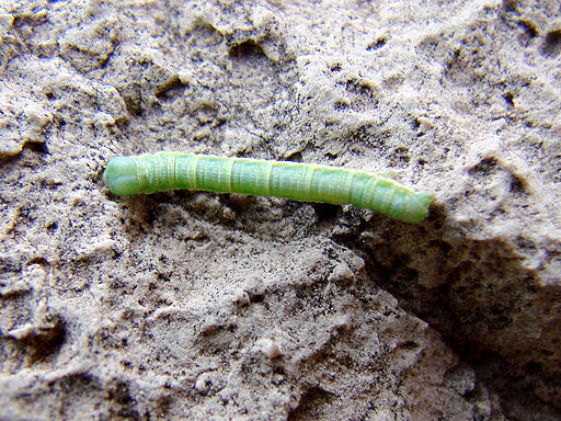 23 - Inchworm at my river campsite