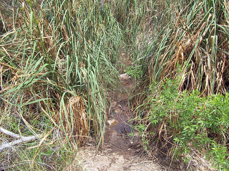 03 - Swampy Burro Spring on Tonto Trail