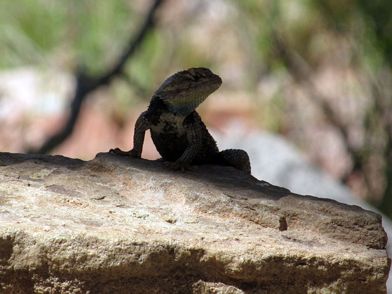 07 - Lizard at Hance Creek