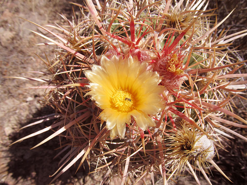 47 - Blooming cactus