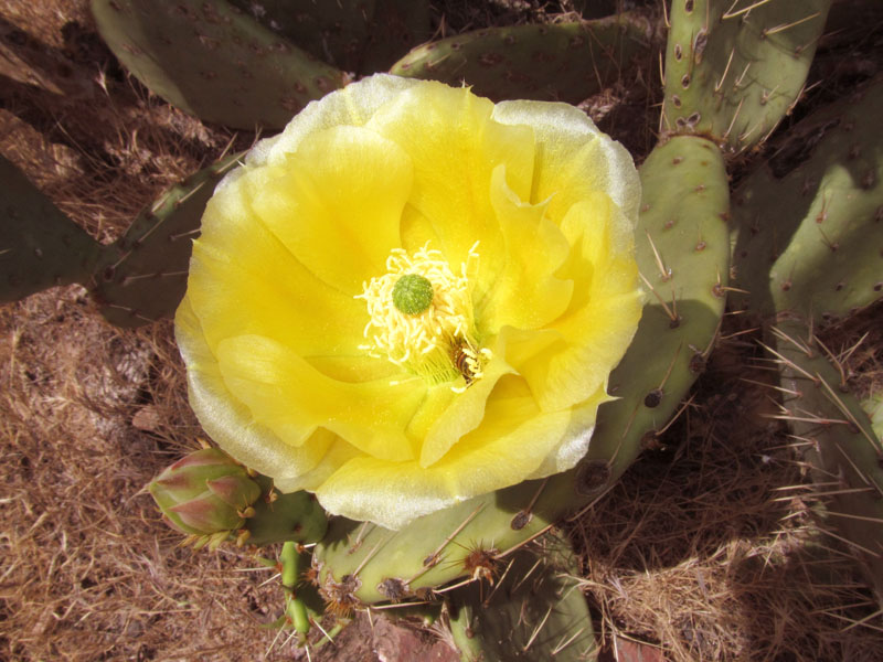 08 - Blooming Cactus
