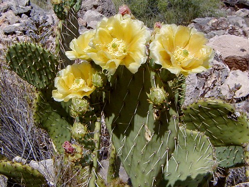 05 - Flowering cactus