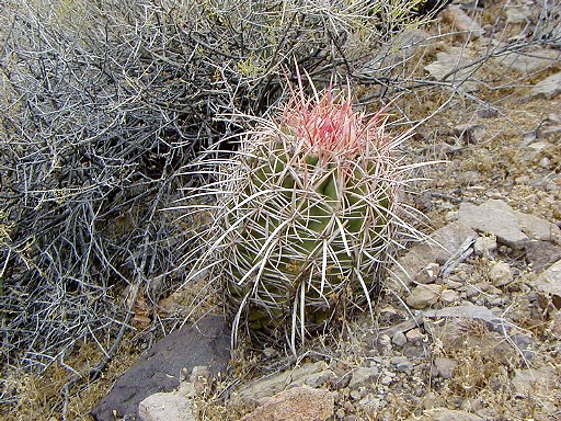 15 - Cactus