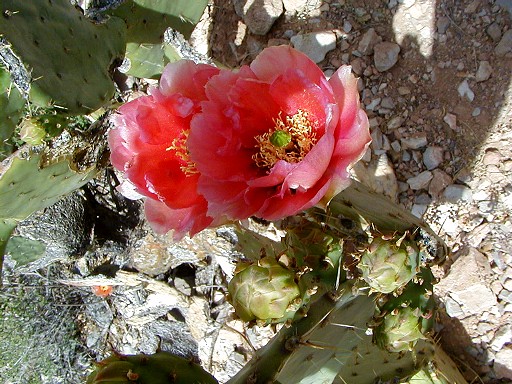 12 - Red flower