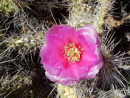 33 - Cactus flower