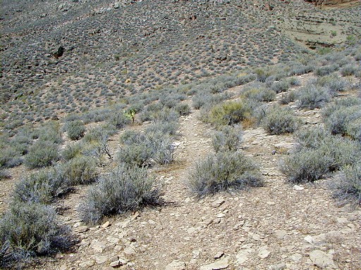 34 - The Tonto has parallel trails