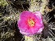 33 - Cactus flower