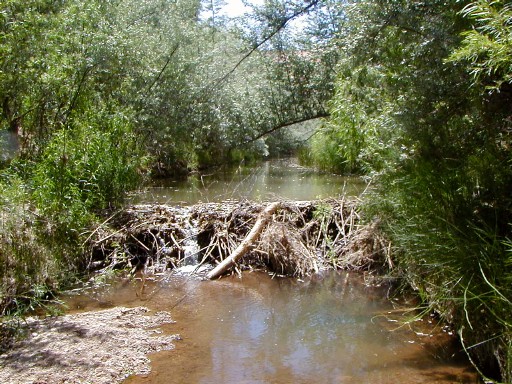 09 - A beaver dam