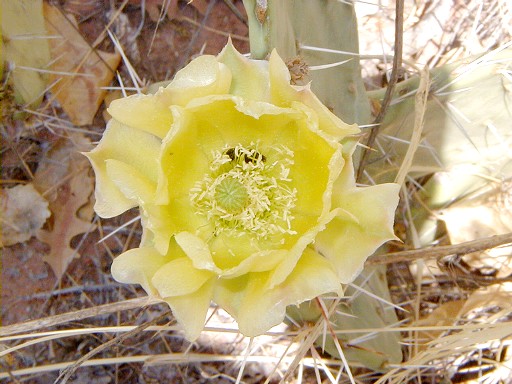 22 - Blooming cactus