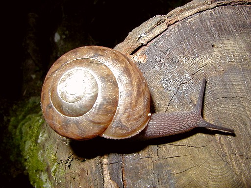 04 - Snail