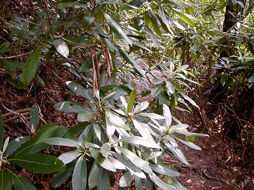 11 - Rhododendron