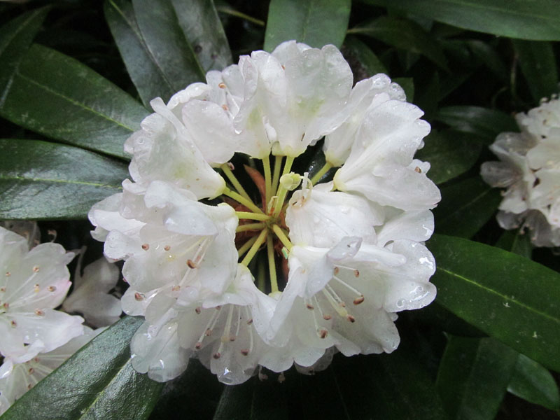 03 - Rhododendron flower