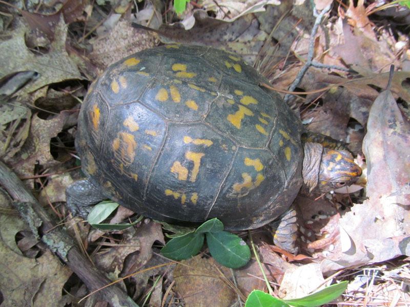 18 - Turtle