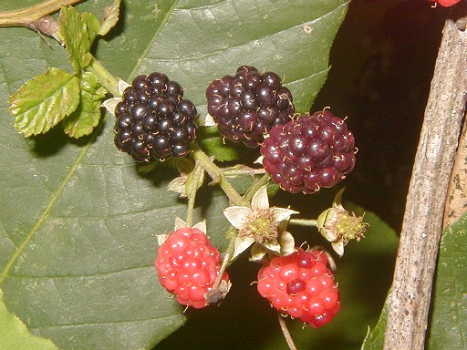 07 - Delicious berries