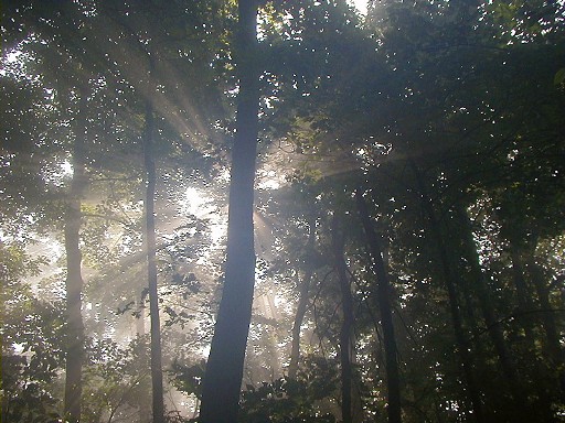 10 - Rays of sunlight through the mist