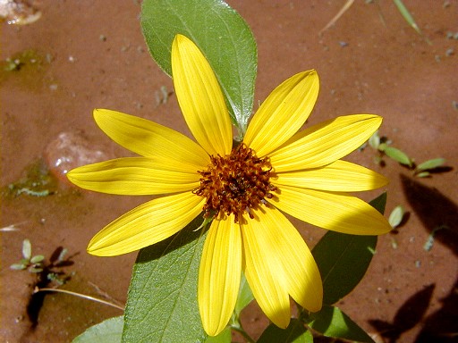 28 - A desert flower
