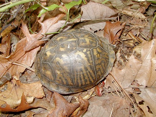 15 - Turtle