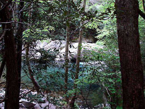 15 - Rhododendra and Big Creek