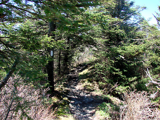 38 - Appalachian Trail