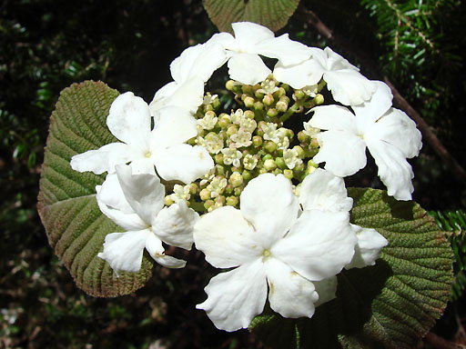 43 - Flower