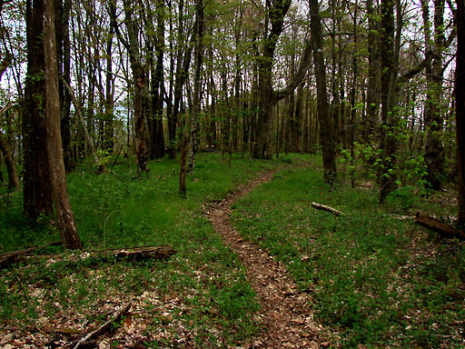 54 - Welch Ridge Trail