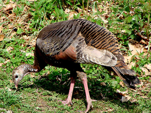 61 - Silers Bald resident turkey