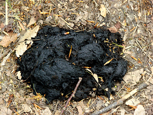 73 - Bear poop on the Appalachian Trail