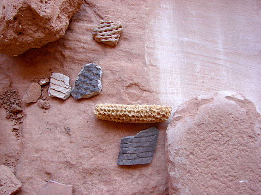 17 - Ancient Anasazi Corn