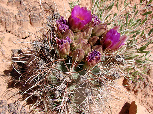 42 - Blooming Cactus