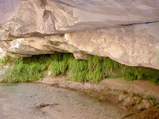 09 - Cliff vegetation